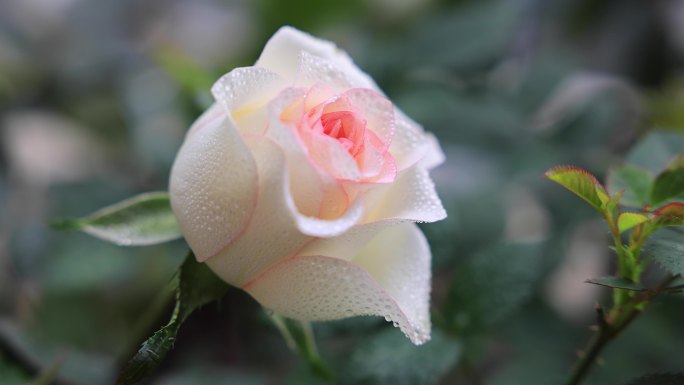 唯美浪漫雨中露珠玫瑰月季空镜素材
