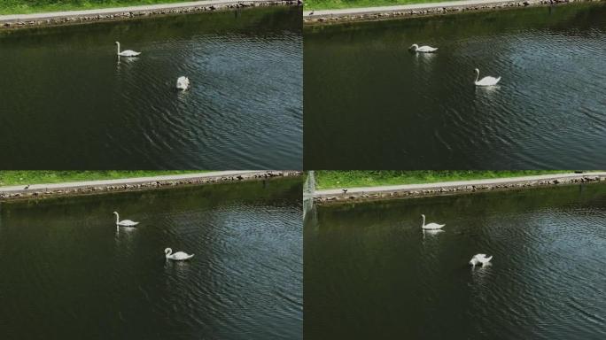 两只白天鹅在一个废弃的池塘里游泳