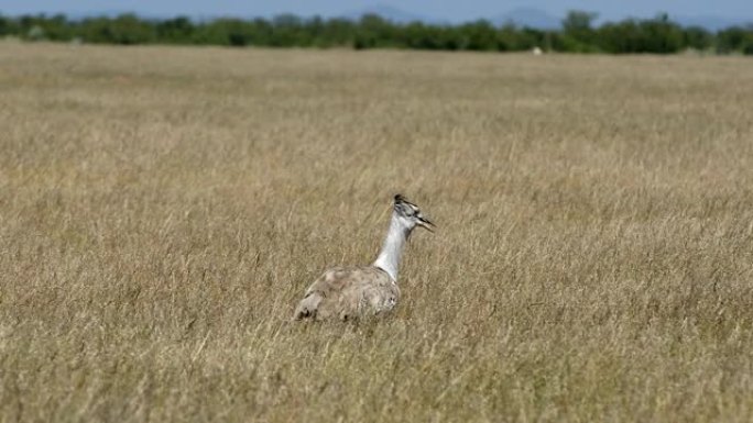 非洲丛林中的Kori Bustard，非洲，纳米比亚