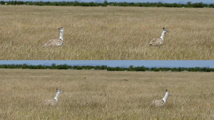 非洲丛林中的Kori Bustard，非洲，纳米比亚