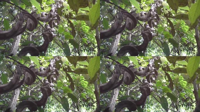 热带深林中的大藤蔓，低角度视图