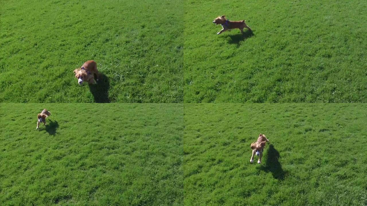 可卡犬狗在公园玩耍的鸟瞰图