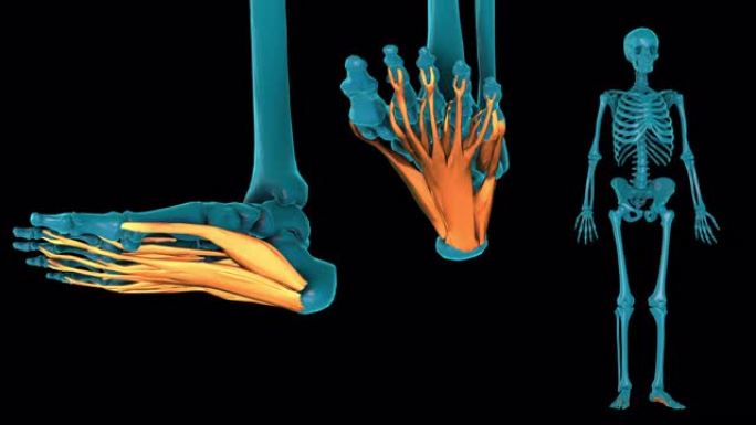 足底部分固有肌肉