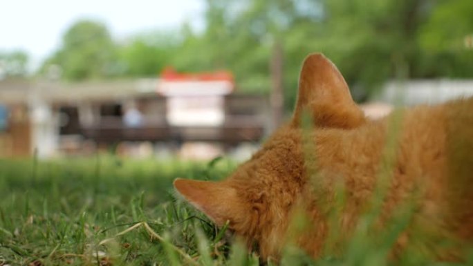 无家可归的红猫躺在绿色的草地上，看着那些在前景中注意力不集中的路人。猫后视图。4 k视频
