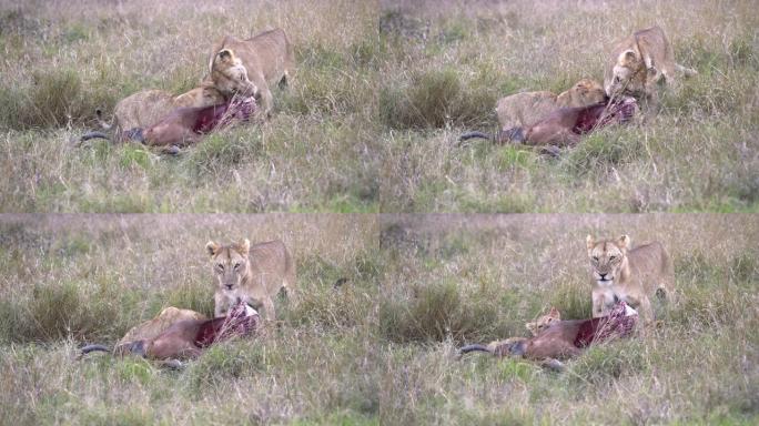 母狮停止进食，环顾肯尼亚的马赛马拉