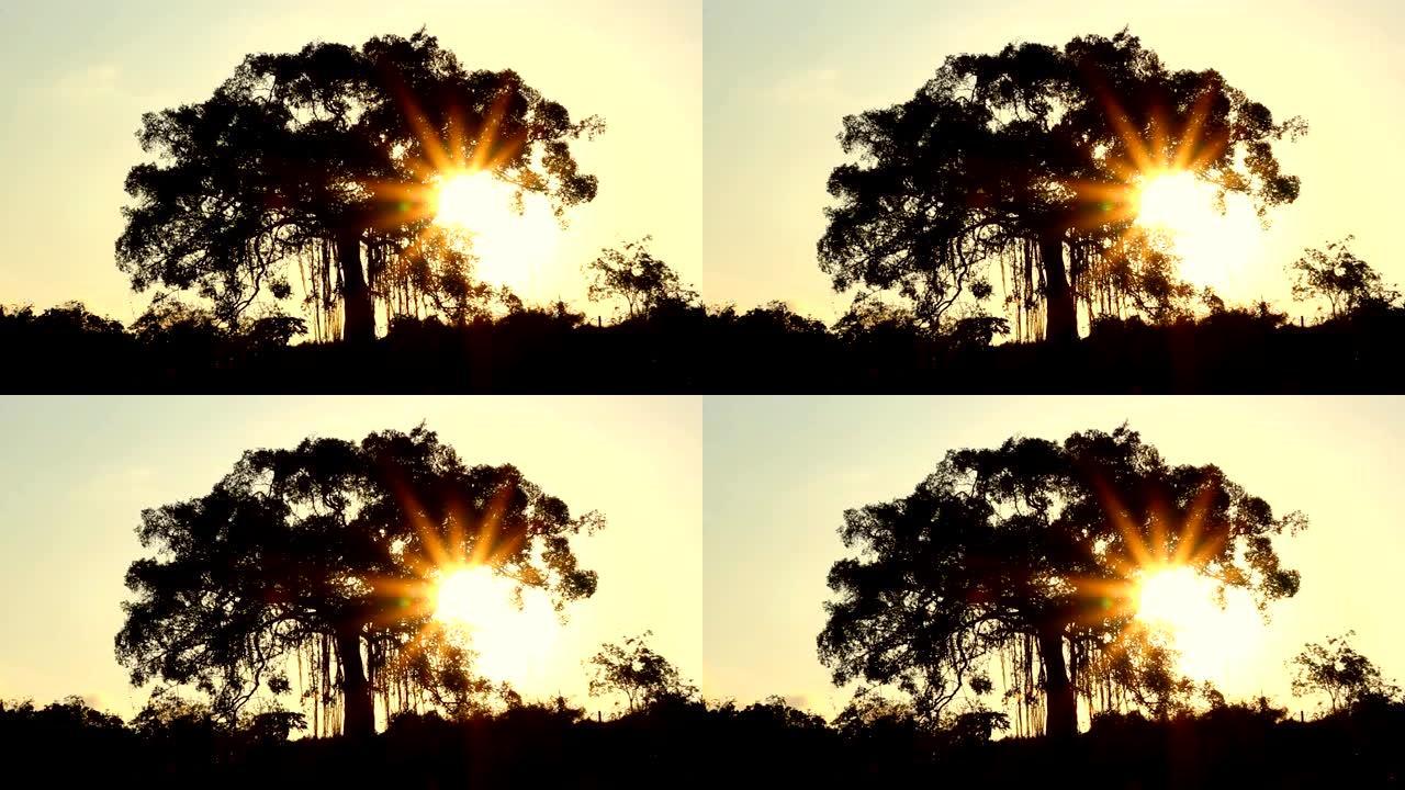 大树和日落背景
