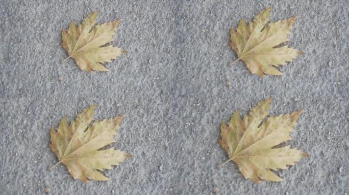 在一条古老的混凝土路上干黄枫叶的特写镜头。秋季主题，枫叶单干。