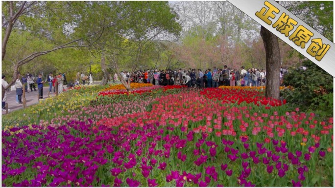 郁金香 花展 国家植物园