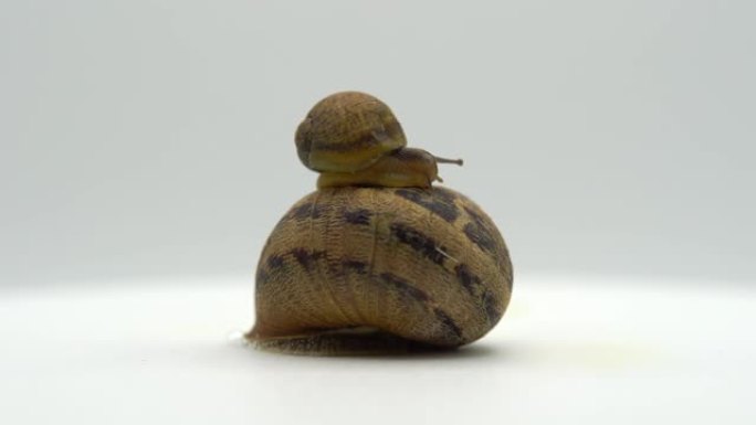 有趣的蜗牛在白色背景上玩耍。小棕色蜗牛爬上大蜗牛，露出触角。可爱的动物在美容中用于身体护理