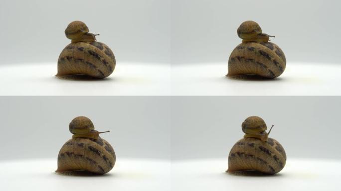 有趣的蜗牛在白色背景上玩耍。小棕色蜗牛爬上大蜗牛，露出触角。可爱的动物在美容中用于身体护理
