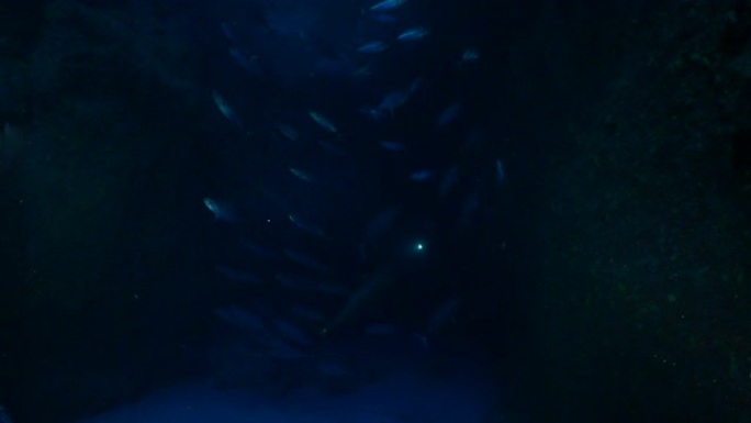 日本深海洞穴的狗牙金枪鱼学校