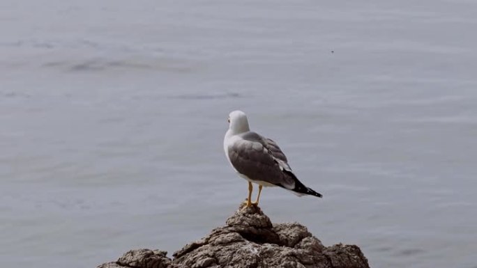 海边一只海鸥的近景。股票视频