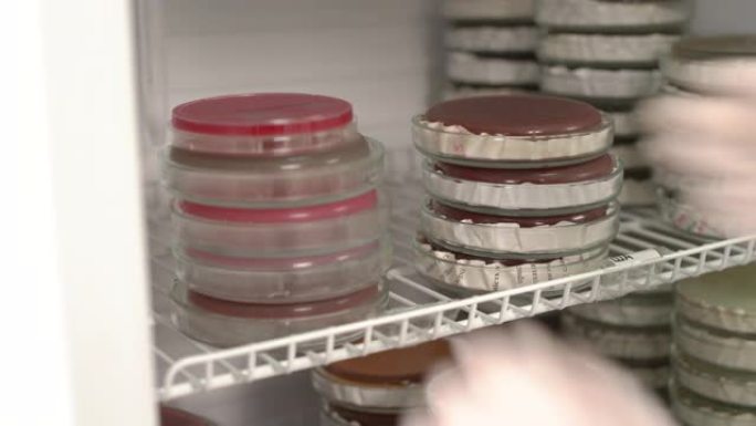 医学技术人员在微生物实验室中使用培养皿的特写镜头。微生物培养。医学研究概念