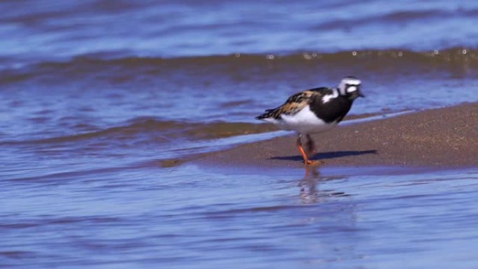 鸟类红润的turnstone (Arenaria解释) 在夏天的羽毛沿着沙质海岸行走，寻找食物并食用