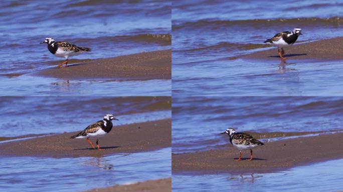 鸟类红润的turnstone (Arenaria解释) 在夏天的羽毛沿着沙质海岸行走，寻找食物并食用