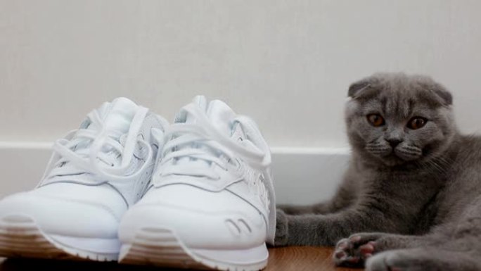 垂耳猫玩鞋带的英国小猫