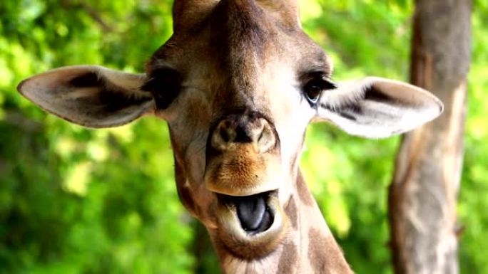 长颈鹿咀嚼食物的特写头