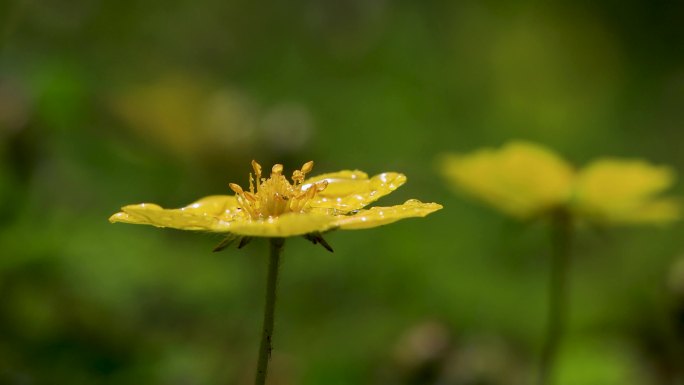 小黄花