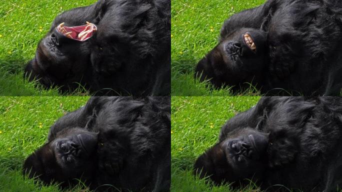东部低地大猩猩，大猩猩graueri，银背雄性躺在草地上，打哈欠，慢动作4K