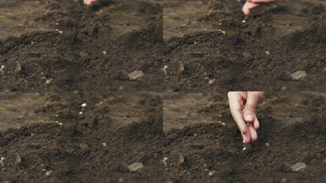 农民的手在土壤里种了一颗种子。特写镜头