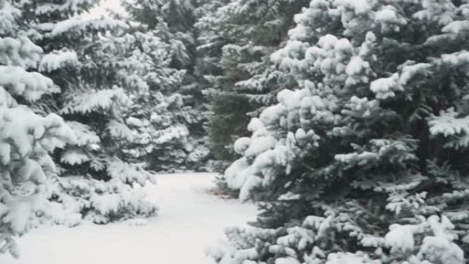 冬季。雪山杉树在暴风雪中。