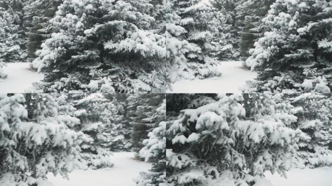 冬季。雪山杉树在暴风雪中。