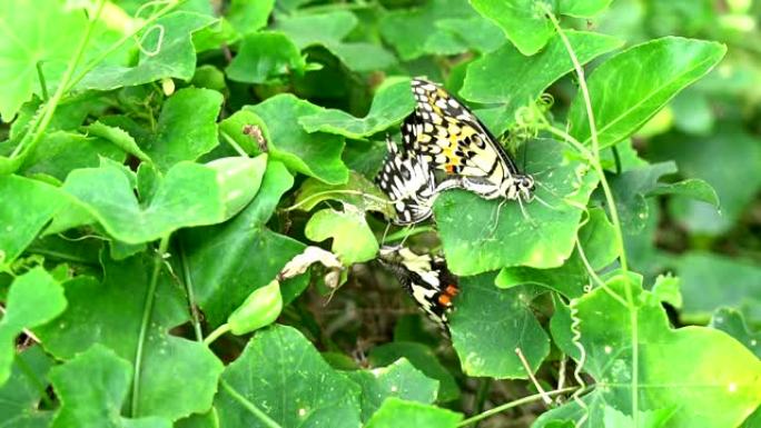 蝴蝶在自然界的绿色叶子上交配，并被其他蝴蝶包围。