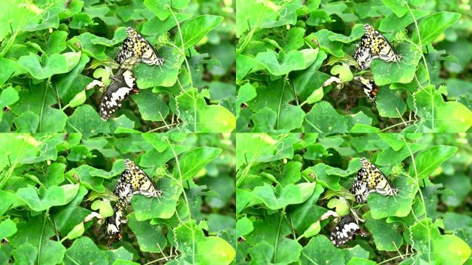 蝴蝶在自然界的绿色叶子上交配，并被其他蝴蝶包围。