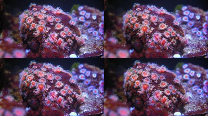 浅水珊瑚礁上的彩色珊瑚息肉特写