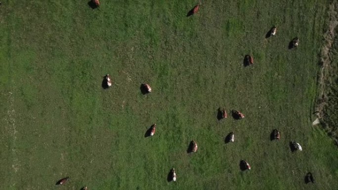 在奶牛场上对母牛进行无人机射击