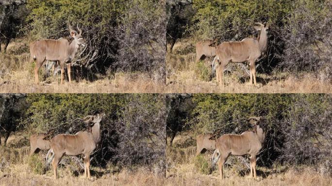 在南非的自然栖息地觅食的羚羊