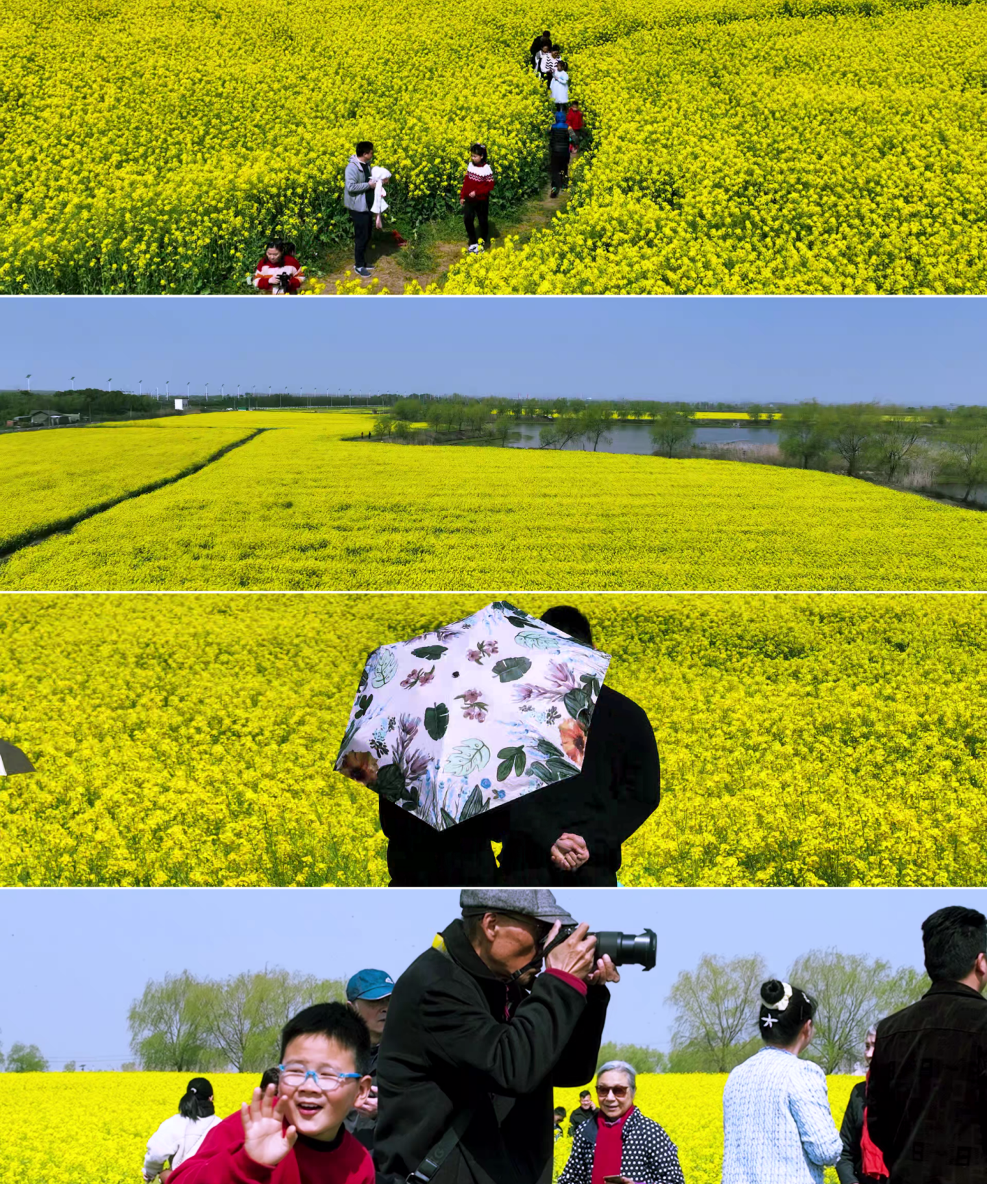 航拍巢湖岸边油菜田花开