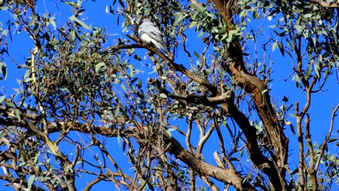假面木燕子，Artamus personatus，在树上