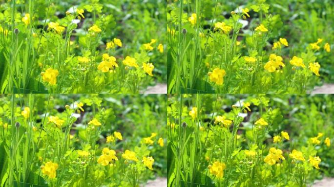 黄色开花的白屈菜或白屈菜在夏日摇摆。