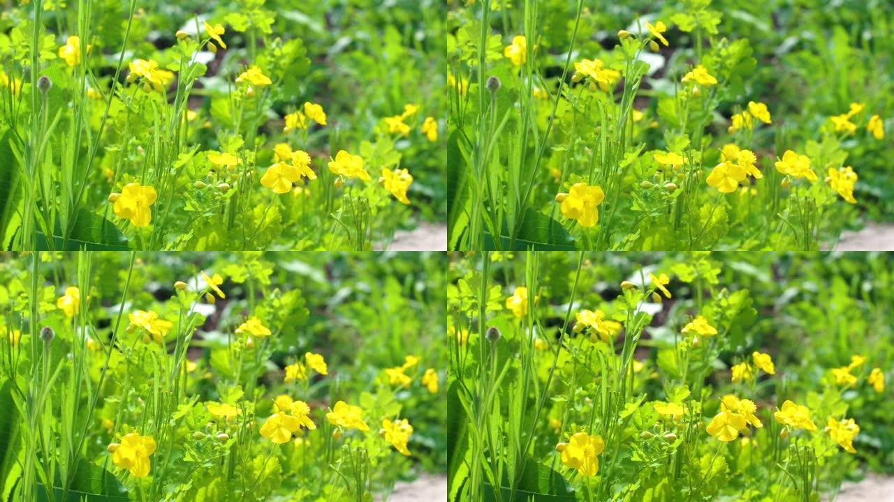 黄色开花的白屈菜或白屈菜在夏日摇摆。