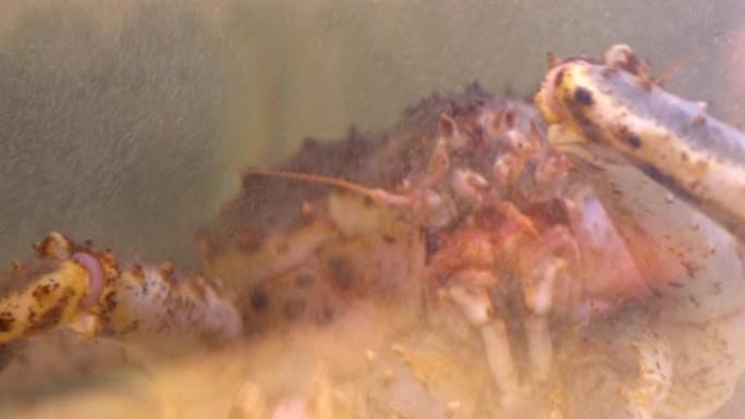 日本帝王蟹在水中，特写