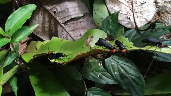 水泡甲虫吃叶蕨