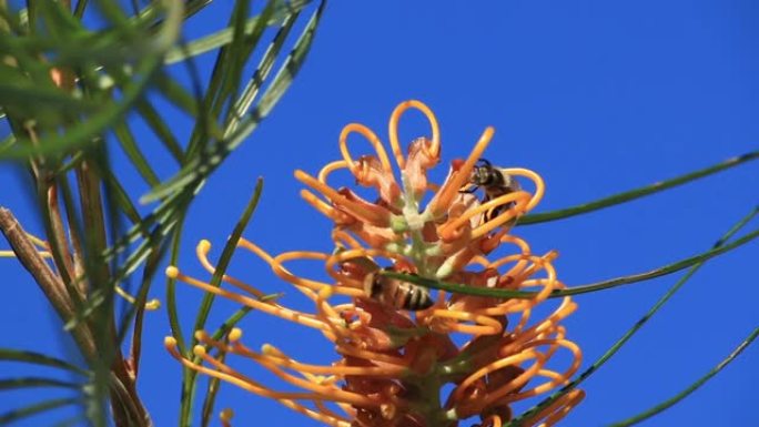 蜜蜂正在从澳大利亚植物中收集蜂蜜 (Grevillea honey gem) 黄金海岸夏季春天与蓝天