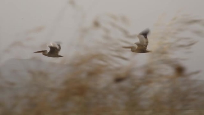 鹈鹕在伊兹密尔湖上游泳和飞翔，位于伊兹密尔的天堂鸟。
伊兹密尔/土耳其11/20/2015
