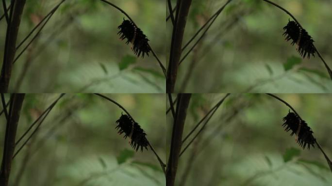 金鸟翅毛毛虫与触手野生动物在台湾山区，