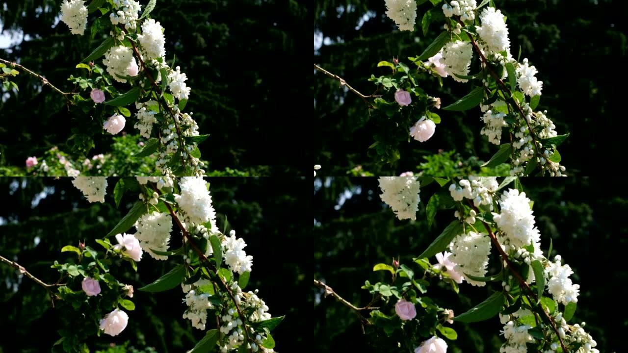白色芬芳的野樱桃绽放
