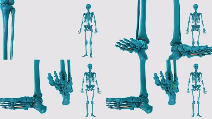 第三足底骨间-在白色背景上