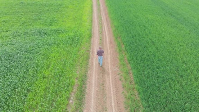 春天初，英俊的成年农民走在土路上，穿过他的绿色麦苗农田。鸟瞰图，录像。