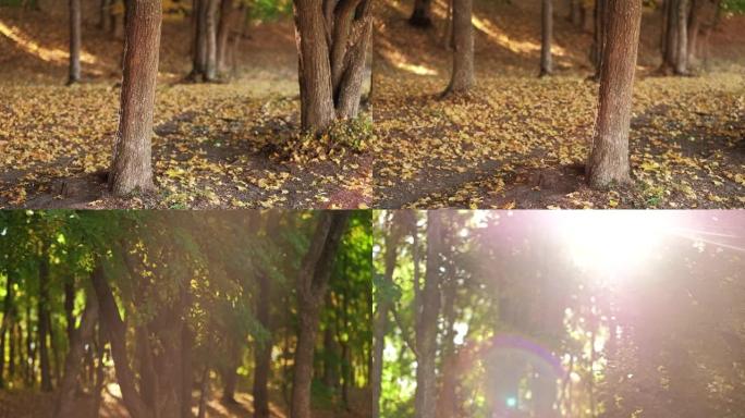 四季变化秋季森林黄叶