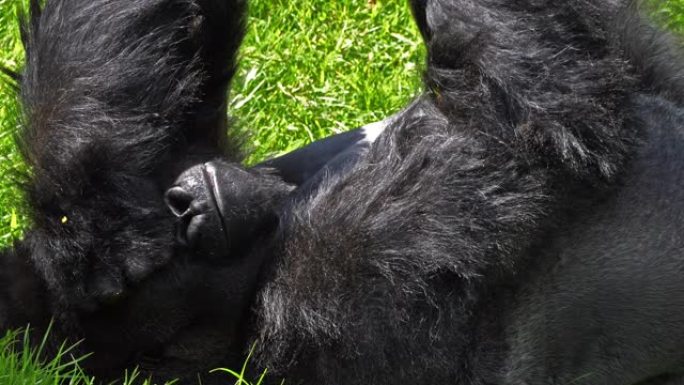 东部低地大猩猩，大猩猩graueri，银背雄性躺在草地上，打哈欠，慢动作4K