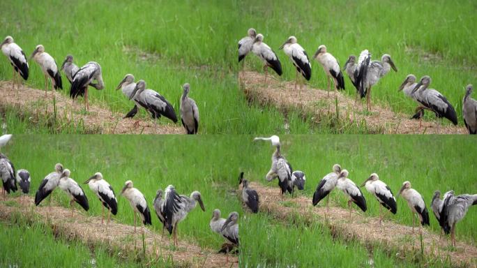 亚洲开放喙学名: 吻合术occitans持有鹳科 (Ciconiidae) 是该科的一种小型鸟类。