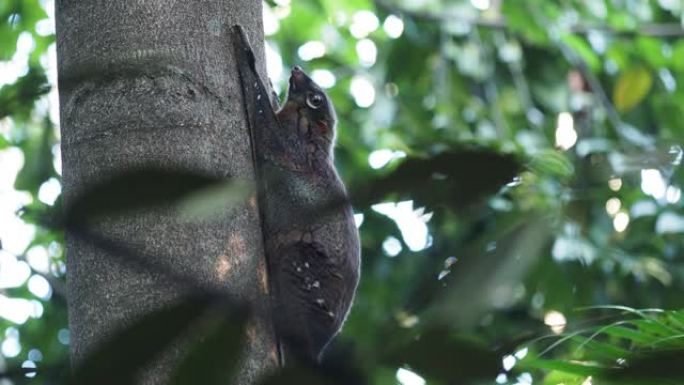 巽他飞行狐猴-Galeopterus variegatus或Sunda colugo或马来亚飞行狐猴