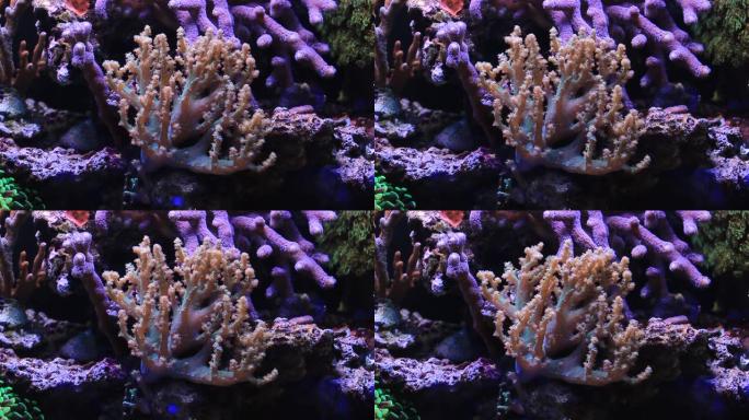 珊瑚礁水族馆中的肯尼亚树软珊瑚视频