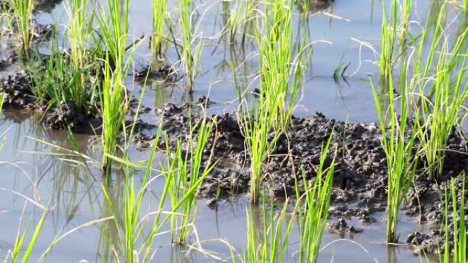 稻田里的水稻发芽浇水。