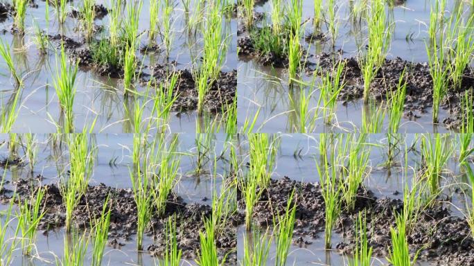 稻田里的水稻发芽浇水。